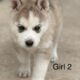 Siberian Husky Puppies