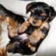 3 Male Yorkshire Terriers