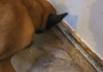 Malinois puppies
