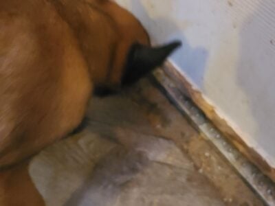 Malinois puppies