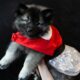 Keeshond Pups