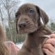 Akc Great Dane pups