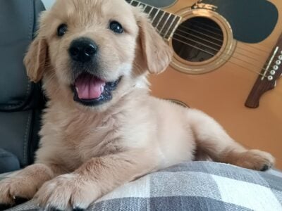 Traditional golden retriever puppies AKC