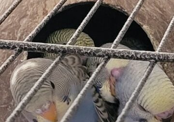 Budgies for sale