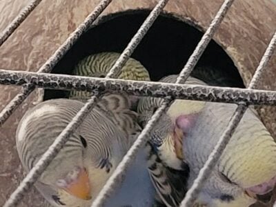 Budgies for sale