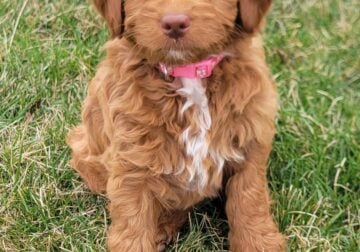 Mini Multigen Goldenpoodle LUCY