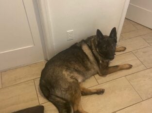 German Shepeard Needs new Home