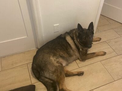 German Shepeard Needs new Home