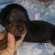 Minature dachshunds