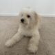 Mini Aussiedoodle