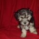 Robotnik Coton de Tulear APRI Mother’s day special