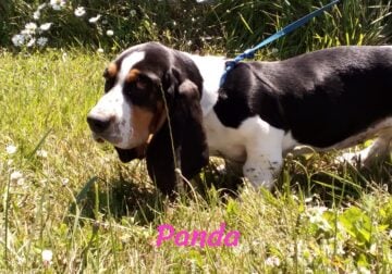 Basset hound puppies for sale
