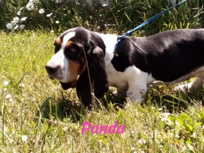 Basset hound puppies for sale