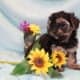 ICA registered Yorkiepoo