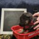 AKC German Shepherd Pups