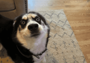 Husky