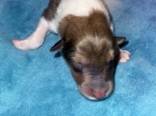 AKC Rough collies ready for homes April 10th 2025