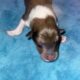 AKC Rough collies ready for homes April 10th 2025