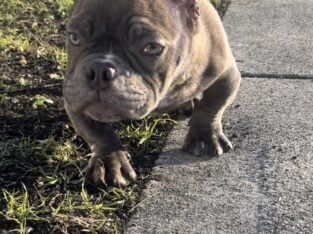 Micro American bully