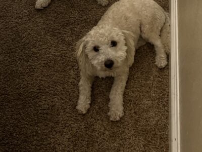 Maltipoo