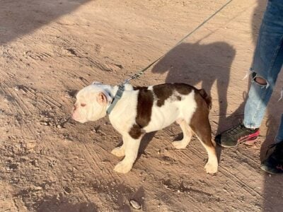 AKC English Bulldogs