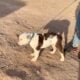 AKC English Bulldogs