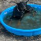 AKC Doberman puppies