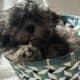Shih Tzu Boy 1