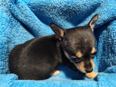 Mable – NE OK – Female Chihuahua