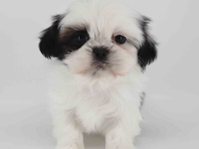 Imperial Shih-tzu Elfie