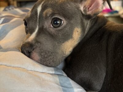 American Pocket Bullies