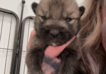 Wolfdog puppies