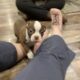 Cupid, handsome male boston terrier