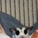 Sugar gliders