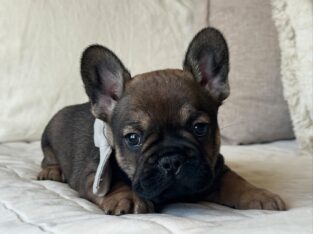 AKC frenchie male- Bear