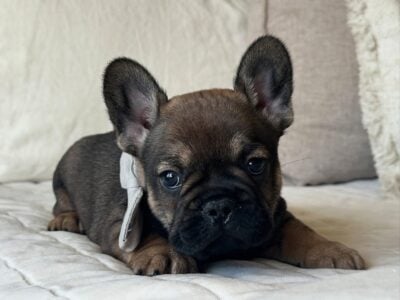 AKC frenchie male- Bear