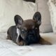 AKC frenchie male- Bear