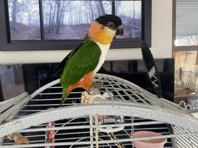 Black- Headed Caique