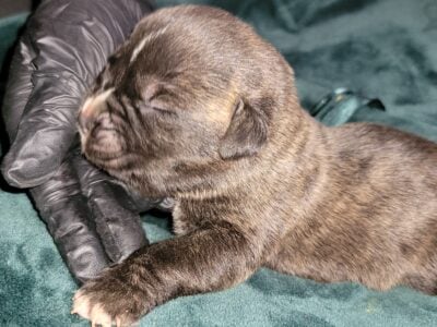 Cane Corso puppies for sale