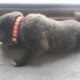 Cane Corso Puppies ICCF Registered