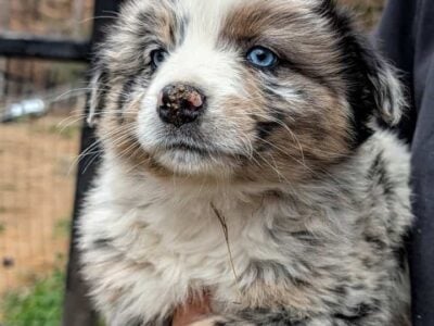 Australian Shepherd puppies