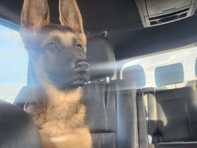 German shepherd