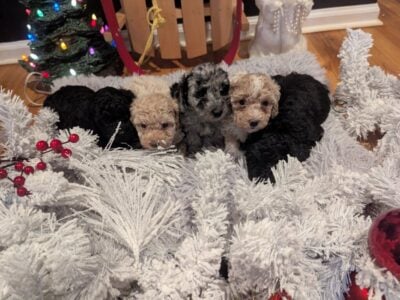 Toy Poodle Puppies