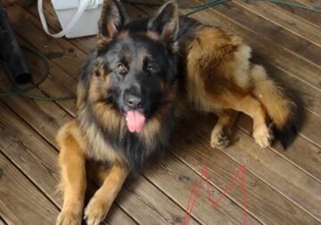 Sable german shepherd