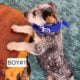 Blue Heeler/Red heeler puppies!