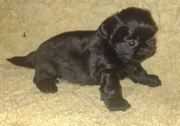 Adorable Shih Tzus