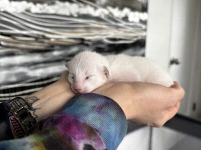 Curious, Fun, Loving Pure Bred Siamese kittens