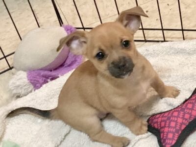 Baby female Chihuahua puppy