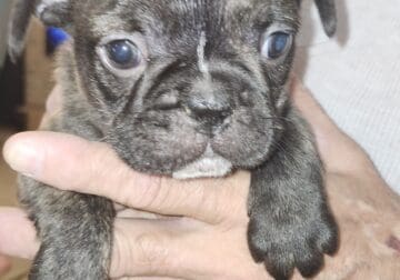 Frenchton