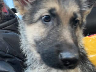 German shepard puppies